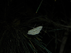 Didymoctenia exsuperata