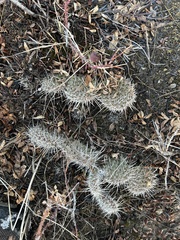 Opuntia polyacantha