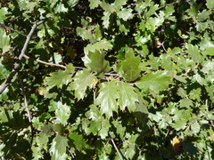 Quercus × ganderi