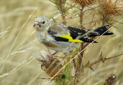 Carduelis carduelis britannica