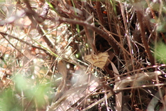 Anachloris subochraria