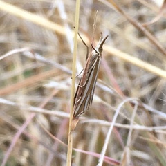 Hednota relatalis