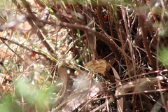 Anachloris subochraria