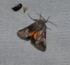 Copanarta aurea