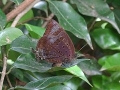 Arhopala madytus