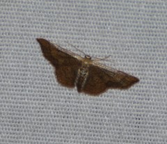 Idaea kendallaria