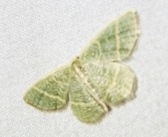 Chlorochlamys