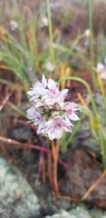 Allium praecox