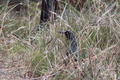 Strepera versicolor arguta