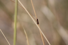 Palimmeces poecilella