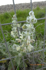 Salvia dominica