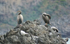 Phalacrocorax punctatus punctatus