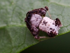 Arkys dilatatus