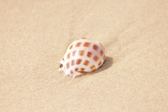Phalium areola