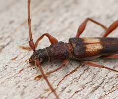 Epithora dorsalis