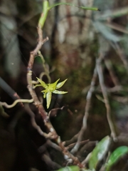 Angraecum