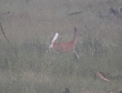 Odocoileus virginianus dacotensis