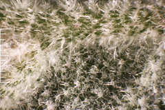 Quercus × ganderi
