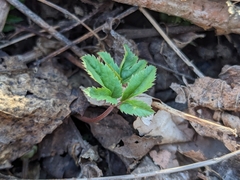 Aegopodium
