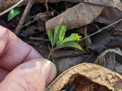 Aegopodium