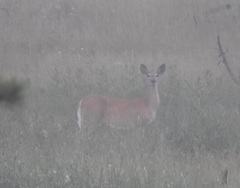 Odocoileus virginianus dacotensis