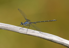 Austroargiolestes alpinus