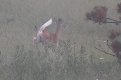 Odocoileus virginianus dacotensis