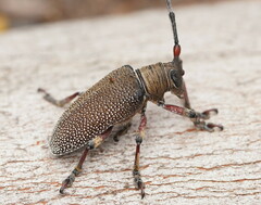 Rhytiphora albospilota