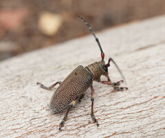 Rhytiphora albospilota