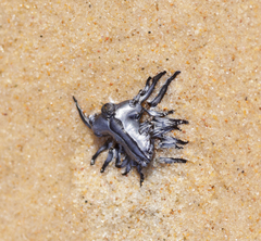 Glaucus atlanticus
