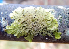 Melanohalea olivacea