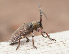 Rhytiphora albospilota