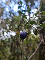 Gaertnera madagascariensis image