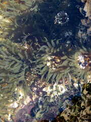 Isactinia olivacea