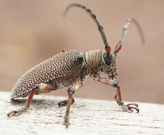 Rhytiphora albospilota