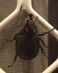 Xylotrupes australicus