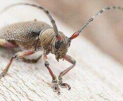 Rhytiphora albospilota