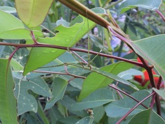 Candovia annulata