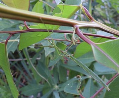 Candovia annulata