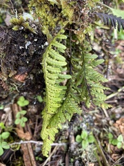 Notogrammitis heterophylla