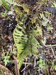 Notogrammitis heterophylla