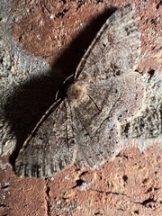 Melanolophia signataria