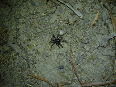 Nyssus