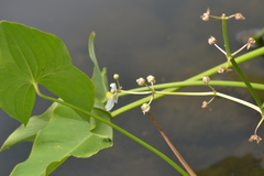 Sagittaria cuneata