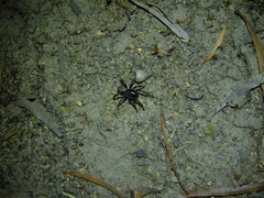 Nyssus