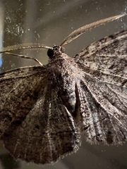 Melanolophia signataria