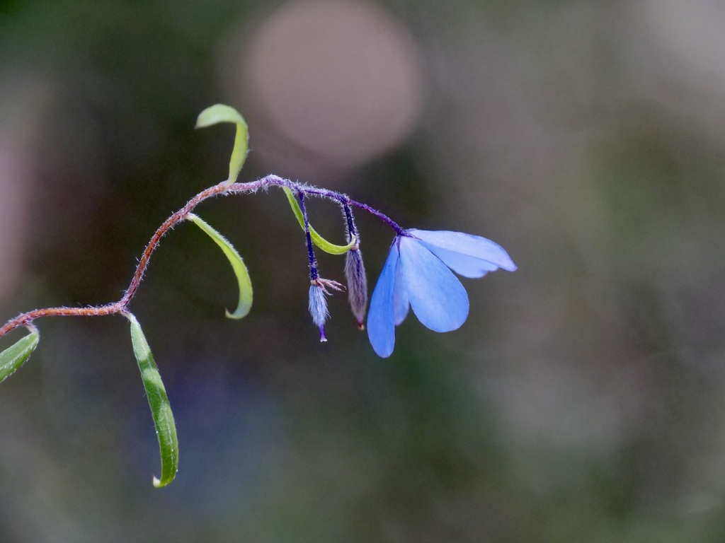 Australian Bluebell
