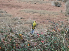 Platycercus caledonicus