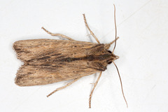 Lithophane semibrunnea