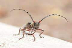 Rhytiphora albospilota